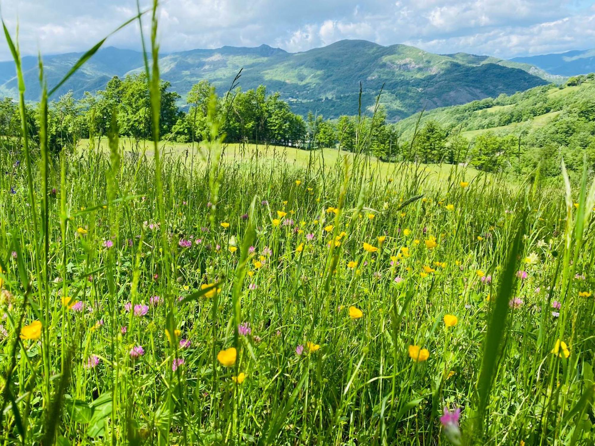 La Lupa E L'Orso Bed & Breakfast แบร์เชโต ภายนอก รูปภาพ